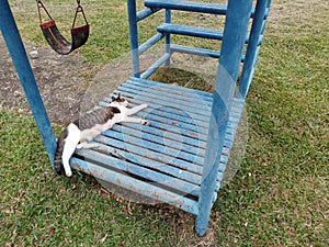 Park climb cat sleep