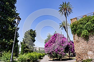 Park Colle Oppio ono The Oppian Hill with blooming purple bougainvillea tree and Domus Aurea in the distance in Rome, Italy photo