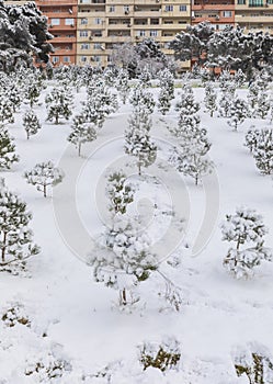 A park covered with snow in Baku in January