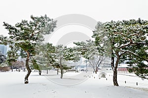 Park covered with white snow in winter season