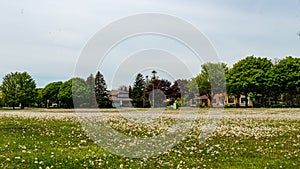 Park with dandelions thru out the grass, Ajax, Ontario