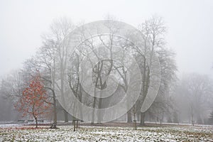 Park in december after the first snow in fog