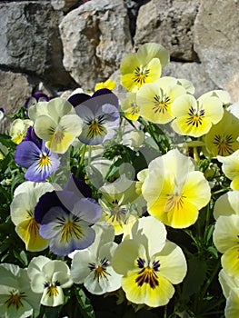 Park decoration with fresh pansies on rocky background