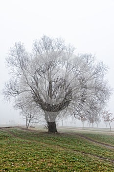 Park from Detelinara settlement in Novi Sad covered with fog