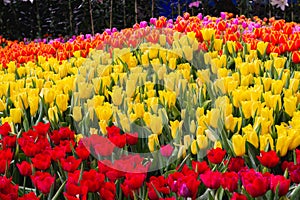 The park that displays beautiful tulips is a tulip that has been cultivated by farmers in northern Thailand. Beautiful tulips are photo