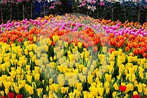 The park that displays beautiful tulips is a tulip that has been cultivated by farmers in northern Thailand. Beautiful tulips are photo