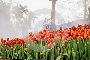 The park that displays beautiful tulips is a tulip that has been cultivated by farmers in northern Thailand. Beautiful tulips are photo