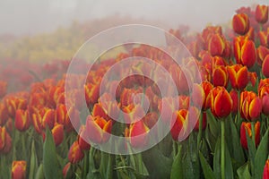 The park that displays beautiful tulips is a tulip that has been cultivated by farmers in northern Thailand. Beautiful tulips are photo