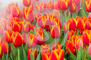 The park that displays beautiful tulips is a tulip that has been cultivated by farmers in northern Thailand. Beautiful tulips are photo