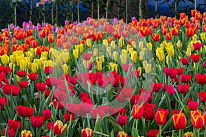 The park that displays beautiful tulips is a tulip that has been cultivated by farmers in northern Thailand. Beautiful tulips are photo