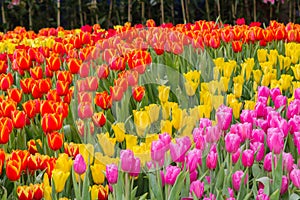 The park that displays beautiful tulips is a tulip that has been cultivated by farmers in northern Thailand. Beautiful tulips are photo