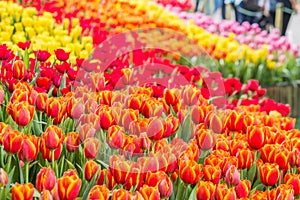 The park that displays beautiful tulips is a tulip that has been cultivated by farmers in northern Thailand. Beautiful tulips are photo