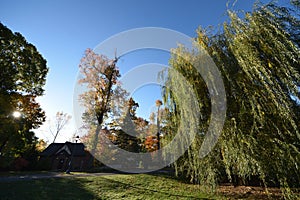 Park, early morning. Weeping Willow tree etc. NJ New Jersey