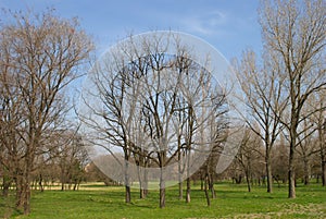 Park - Early Spring - Nature Awakening After a Long Winter