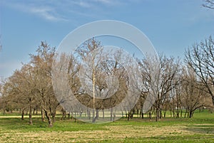 Park - Early Spring - Nature Awakening