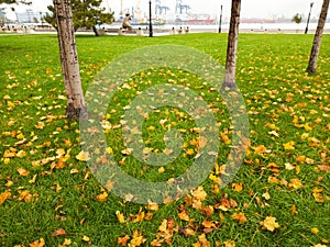 Park, fallen leaves on the green grass. On the back of the plane the embankment of the sea and it rains.