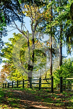 Park Fence And Trees