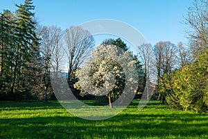 park with flowering plant in the middle of the park, spring brings the full development of flowers and lively colors in nature