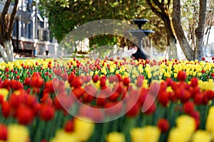 Park of flowers, bright tulips.