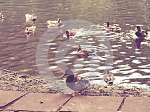 park forest ducks autumn nature beautiful birds ducklings lake pond walk vintage