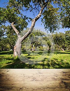 Park forest ecology background