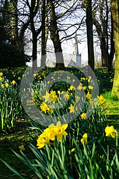 Park full of daffodils and stone church in the background