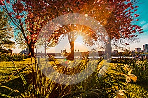 Park with full magnolia tree in bloom on sunset