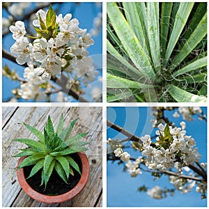 Park and garden collage