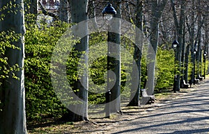 In the park or garden there are a number of park benches among the plane trees in the alley. the wall behind them is a hedge of a