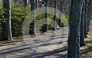 In the park or garden there are a number of park benches among the plane trees in the alley. the wall behind them is a hedge of a