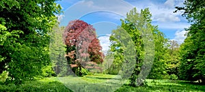 A park glade in the midday sun with a beech tree in the middle