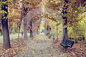 Park Golden Autumn Landscape Beautiful path Herastrau Bucharest Romania Nature