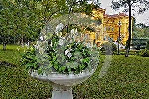 In the park, graceful Spathiphyllum wallisii bloom