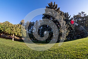 Park grass green nature tree. lush foliage