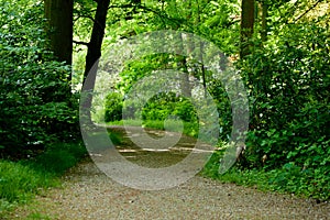 Park gravel road or path runing through green forest trees and p