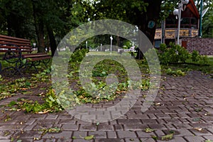 Park with green fallen leaves and branches. Thunderstorm, heavy rain with hail consequences. Climate changes, environment