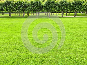 Park with green lawn and linden trees