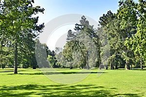 Park with green meadow and forest