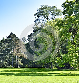 Park with green meadow and forest