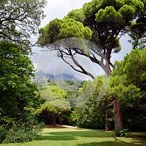 Park with green trees and a mountain.