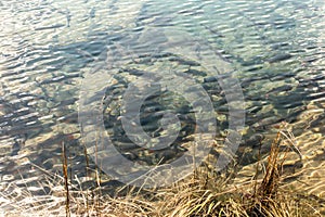 Park Grodek in Jaworzno in Poland, i.e. Polish Maldives (large amounts of fish