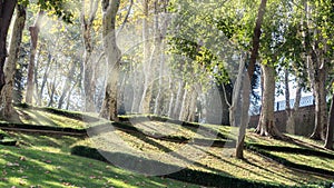 Park Gulhane, Beautiful ancient park with tall trees in old centre of Istanbul, Turkey.