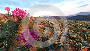 The park has beautiful good flowers