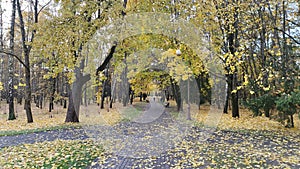 The park has a tile path through an alley of birch, lime and maple trees with yellowing foliage. Along the edges of the path are g