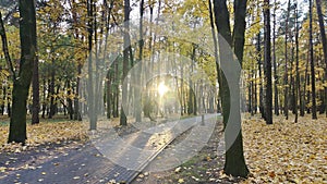 The park has a tile path through an alley of birch, lime and maple trees with yellowing foliage The autumn sun shines through the