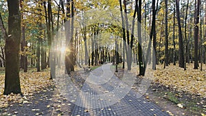 The park has a tile path through an alley of birch, lime and maple trees with yellowing foliage The autumn sun shines through the