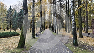 The park has a tile path through a birch alley with yellowing foliage. Along the edges of the path are grass lawns with fallen lea