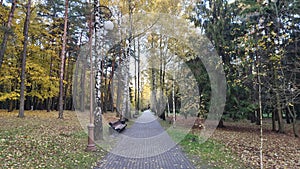 The park has a tile path between tall pine, fir and birch trees with yellowing foliage. Along the edges of the path are lawns with