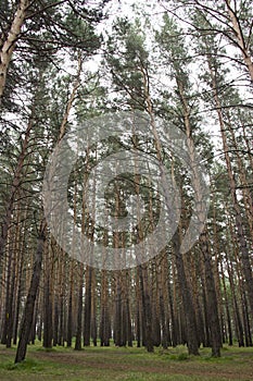 Park with high pines on a summer day