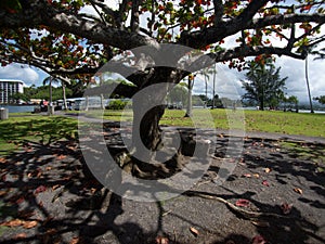 Park in Hilo with view to the bay and trees